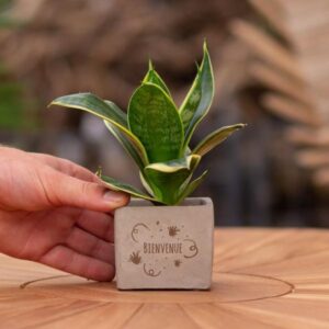 Congreet plantpots + Bogenhanf Sansevieria | Bienvenue