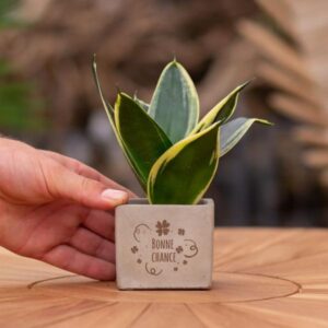 Congreet plantpots + Bogenhanf Sansevieria | Bonne chance