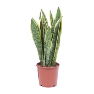 Bogenhanf Sansevieria Trifasciata Laurentii - Ø14cm - ↕40cm