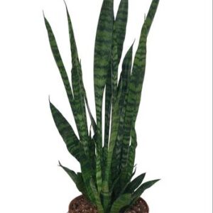 Bogenhanf Sansevieria Zeylanica - Ø17cm - ↕75cm