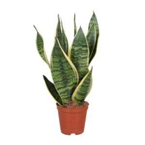 Bogenhanf Sansevieria Trifasciata Futura Superba - Ø12cm - ↕40cm