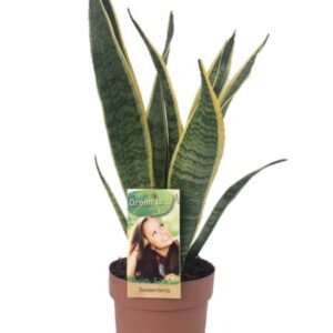 Bogenhanf Sansevieria Laurentii - Ø14cm - ↕50cm