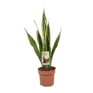 Bogenhanf Sansevieria Trifasciata Laurentii - Ø17cm - ↕60cm