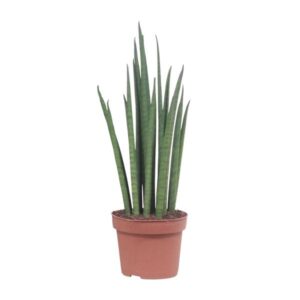 Bogenhanf Sansevieria Mikado - Ø12cm - ↕40cm