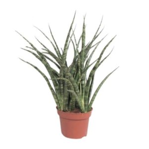 Bogenhanf Sansevieria Fernwood Punk - Ø12cm - ↕35cm