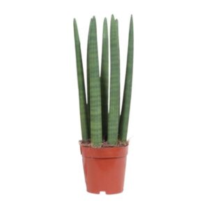 Bogenhanf Sansevieria Straight - Ø12cm - ↕40cm