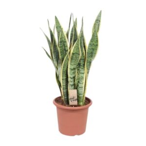 Bogenhanf Sansevieria Trifasciata Laurentii - Ø25cm - ↕85cm