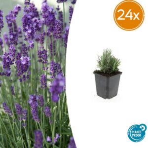 24x Lavendel Lavandula ang. 'Dwarf Blue' - ↕10-25cm - Ø9cm