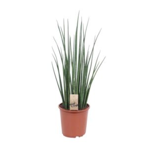 Bogenhanf Sansevieria Mikado - Ø19cm - ↕70cm