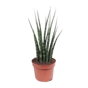 Bogenhanf Sansevieria Fernwood Mikado - Ø12cm - ↕40cm