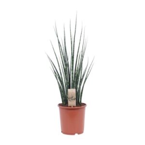 Bogenhanf Sansevieria Fernwood Mikado - Ø19cm - ↕80cm