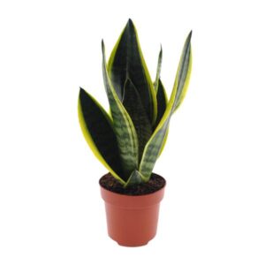 Bogenhanf Sansevieria Futura Superba - Ø12cm - ↕30cm