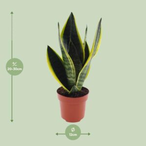 Sansevieria Futura Superba in Pflanztopf – kompakte Zimmerpflanze mit gelb-grünen Blättern