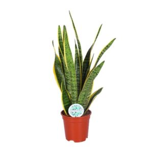 Bogenhanf Sansevieria Trifasciata Laurentii - Ø17cm - ↕60cm