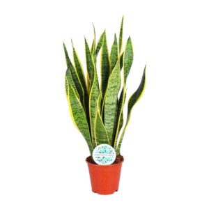 Bogenhanf Sansevieria Trifasciata Laurentii - Ø14cm - ↕50cm