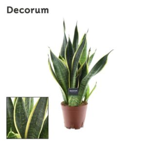 Bogenhanf Sansevieria Futura Superba - Ø14cm - ↕45cm