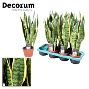 Bogenhanf Sansevieria Laurentii - Ø14cm - ↕55cm