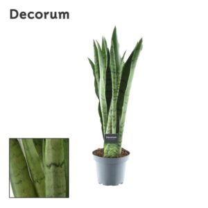 Bogenhanf Sansevieria Spearmint - Ø14cm - ↕55cm