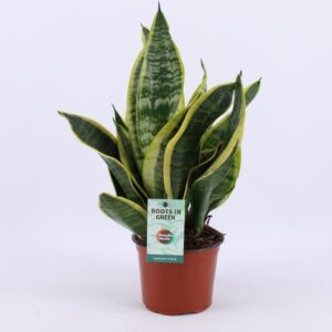 Sansevieria mit gelb-grünen Blättern im Kunststofftopf mit Etikett