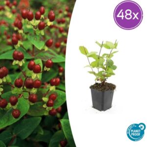 48x Johanneskraut Hypericum inodorum 'Beauty' - ↕10-25cm - Ø9cm