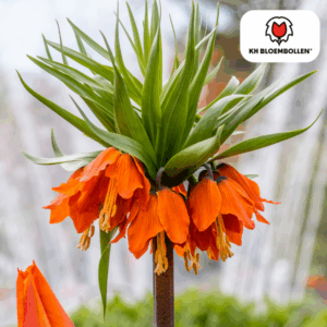 Kaiserkrone 'Rubra' (Fritillaria imperialis) rot/orange – 5 Zwiebeln