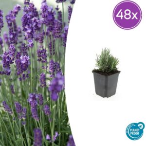 48x Lavendel Lavandula ang. 'Dwarf Blue' - ↕10-25cm - Ø9cm