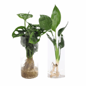 Cylinder glas Duo Monstera/Strelitzia - 2 Stücke - Ø12cm - ↕25-40cm