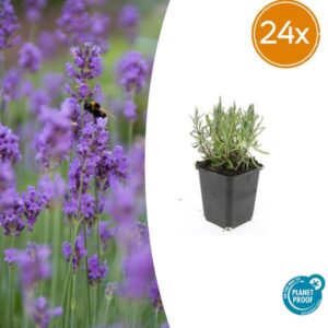 24x Lavendel Lavandula ang. 'Munstead' - ↕10-25cm - Ø9cm