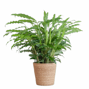 Calathea Rufibarba mit Sofia-Korb natur - 55cm - Ø17