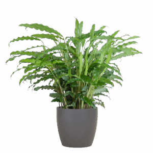 Calathea Rufibarba mit Viber Grau - 55cm - Ø17