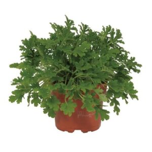 Pelargonium Citrosa 12cm - Ø12cm - ↕18cm