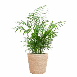 Chamadorea Elegans mit Sofia-Korb natur - 55cm - Ø17