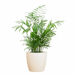Chamadorea Elegans mit Viber weiß - 55cm - Ø17