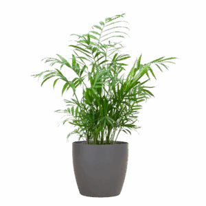Chamadorea Elegans mit Viber Grau - 55cm - Ø17