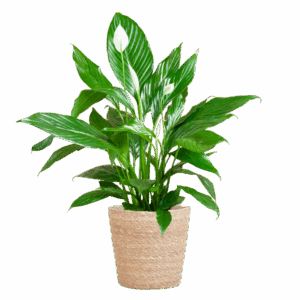 Spathiphyllum mit Korb Sofia natur - 80cm - Ø21