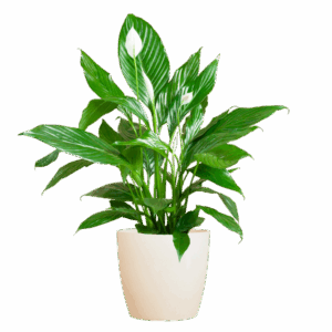 Spathiphyllum mit Viber weiß – 80 cm – Ø21