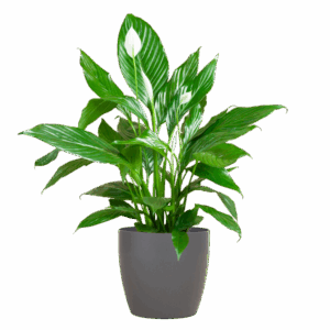 Spathiphyllum mit Viber grau – 80 cm – Ø21