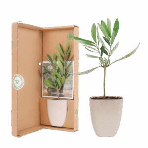 Mini-Olivenbaum im Briefkasten mit Informationsbroschüre