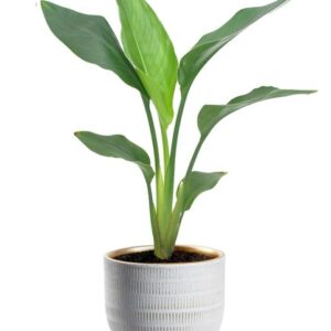 Strelitzia Reginea - Ø12cm - ↕40cm + Beau Pot D14x13cm - Weiß