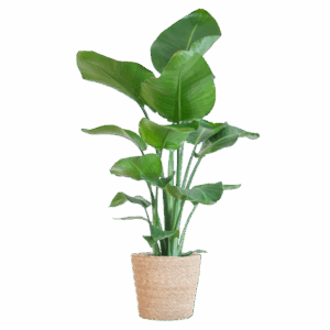 Strelitzia Nicolai mit Korb Sofia natur - 80cm - Ø21