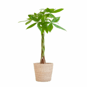 Pachira Aquatica mit Sofia-Korb natur - 80cm - Ø21