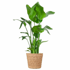 Strelitzia Nicolai XL mit Torun-Korb – 140 cm – Ø27