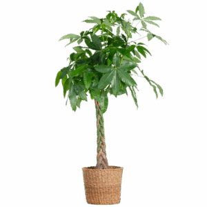 Pachira Aquatica XL mit Torun-Korb – 140 cm – Ø24