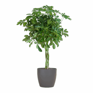 Schefflera Arab Nora mit Viber grau – 70 cm – Ø21