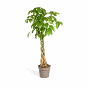 Pachira Aquatica Ø30cm - ↕160 - 180cm