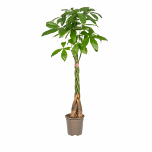 Pachira Aquatica Ø24cm - ↕120 - 140cm