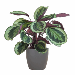 Calathea Medaillon mit Viber Grau- 65cm - Ø21