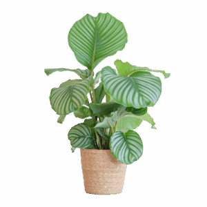 Calathea Orbifolia mit Sofia-Korb natur - 65cm - Ø21