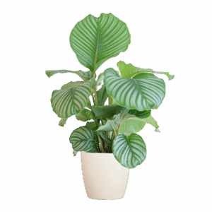 Calathea Orbifolia mit Viber Weiß - 65cm - Ø21