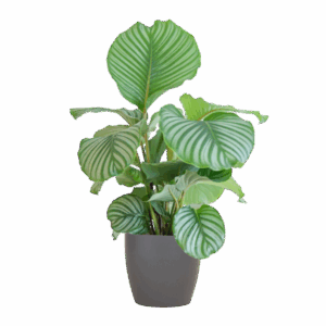 Calathea Orbifolia mit Viber grau - 65cm - Ø21